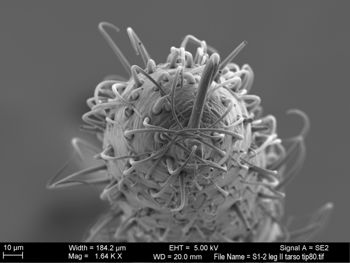 Media type: image; Invertebrate Zoology 131275